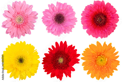 Fototapeta Naklejka Na Ścianę i Meble -  Red,Pink,Yellow,Orange Gerbera Daisy as background picture.flower on clipping path.