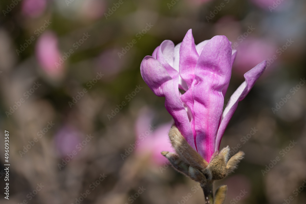 A pink bud of an opening and blossoming magnolia in nature A pink bud of an opening and blossoming magnolia in nature
