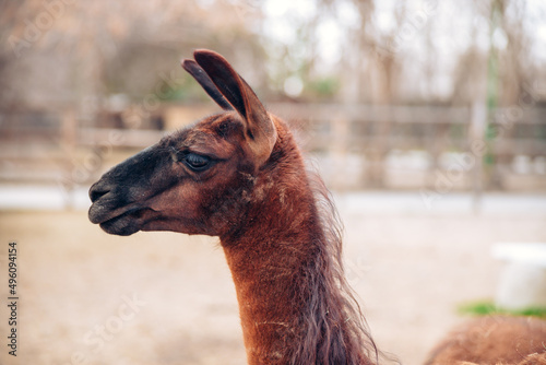 A cute brown llama in a zoo park. A fluffy animal mammal. Similar to an alpaca. High quality photo photo