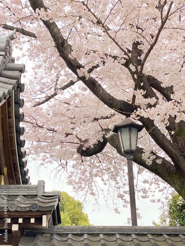 Japanese cherry blossom tree in the temple of Nezu Tokyo Japan, with street light lantern post and the traditional Japanese 