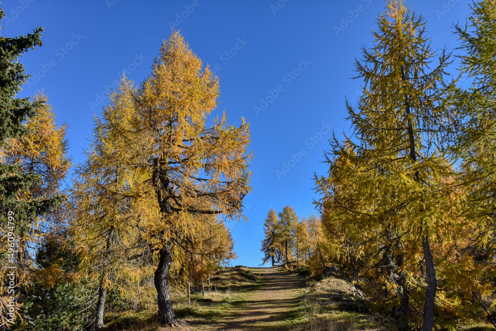Fototapeta premium Herbst, Wald, Baum, Bäume, Lärche, Lärchen, Blätter, Nadeln, verfärben, Farbe, Herbstfarben, Gelb, Gold, Braun, Grün, leuchten, Strahlen, farbenfroh, Weg, Wanderweg, Ast, Äste, Stamm, Baumstamm, Hang,