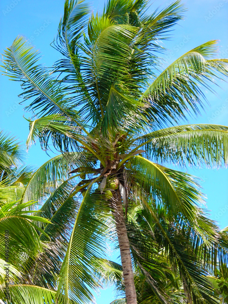 Palme Palme