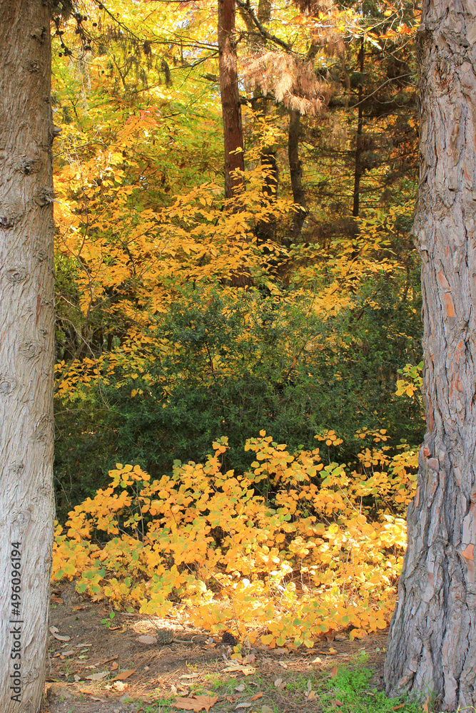 Yellow trees autumn in the botanical garden. Yellow trees autumn in the botanical garden.