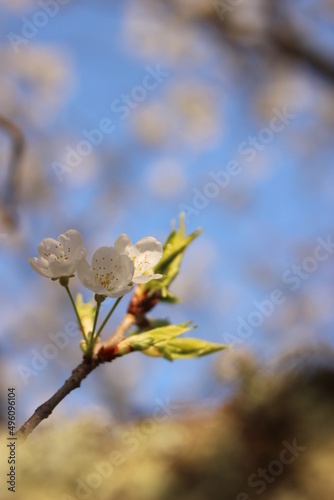 桜・緑吉野満開　萩市　萩城跡　みどりよしの © YuAiru