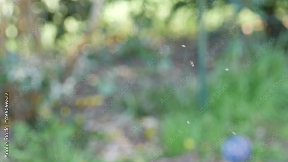 Midges in the air/Moucherons dans les airs