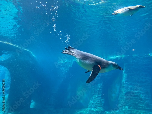 Penguin in the water of aquarium 