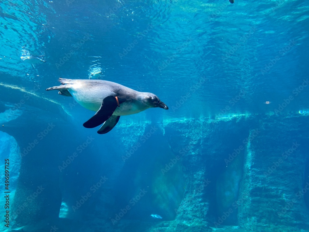 Obraz premium Penguin