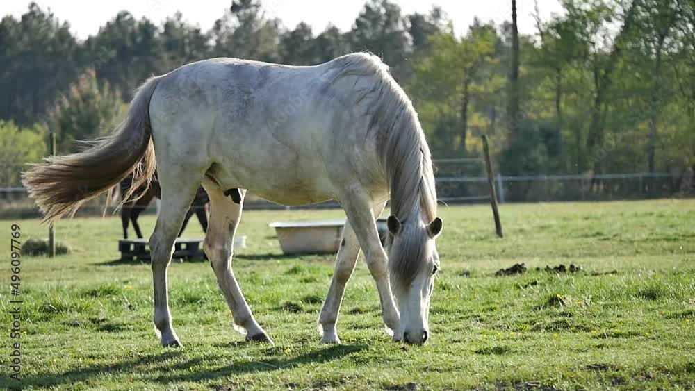 A horse grazing grass/Un cheval broutant de l'herbe A horse grazing grass/Un cheval broutant de l'herbe