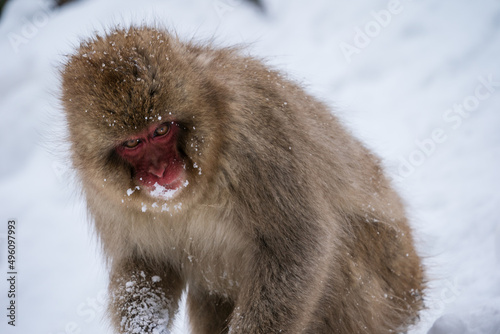 Obraz na płótnie The Japanese macaque (Macaca fuscata)