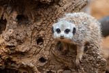 The little cub meerkat sitting on a wooden stump.
