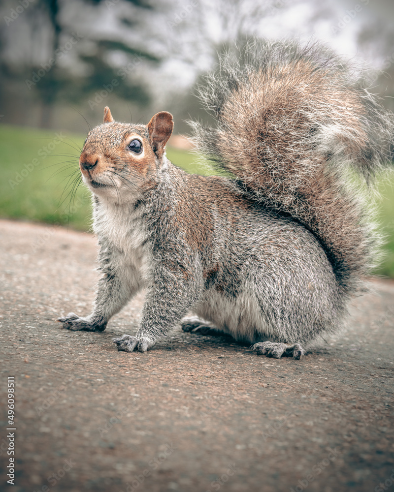 Close-up of a Squirrel Looking at the Camera Close-up of a Squirrel Looking at the Camera