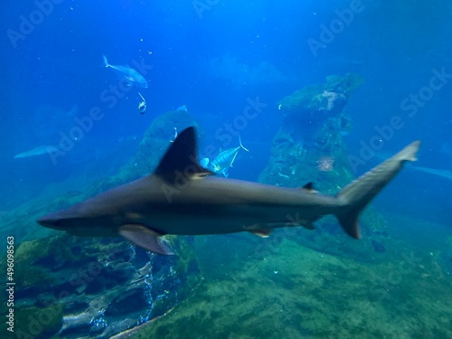 Baby shark in aquarium