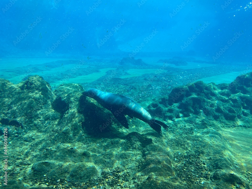sea lion  in the sea