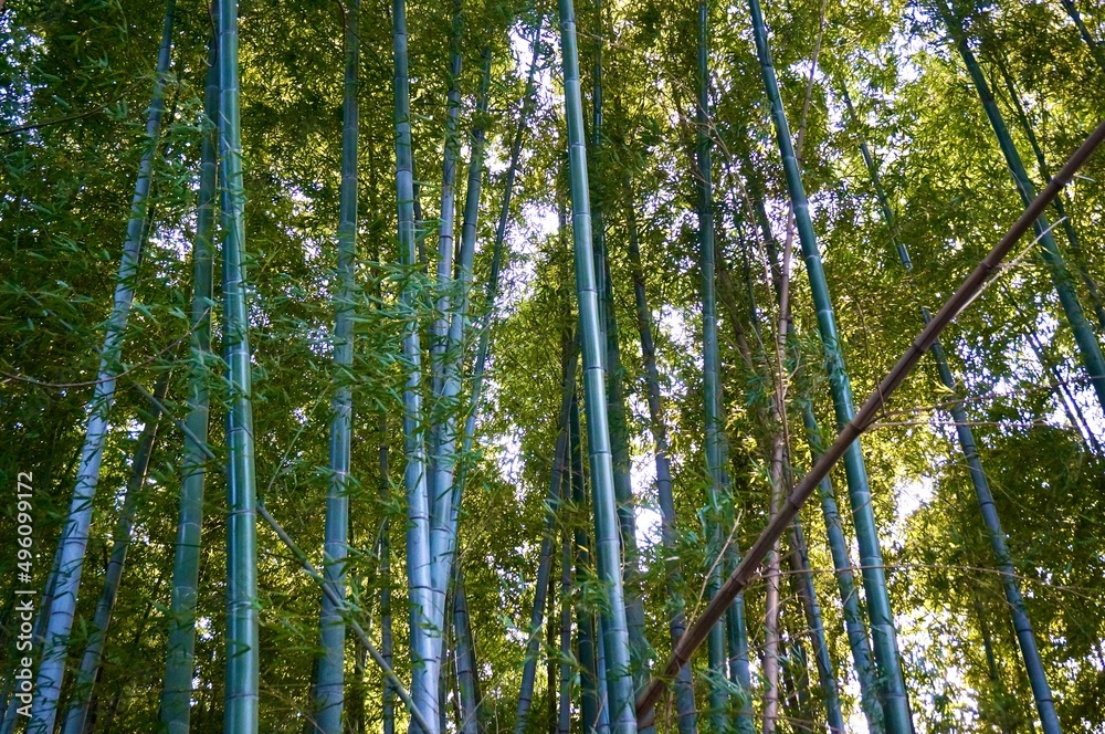 日本の竹林