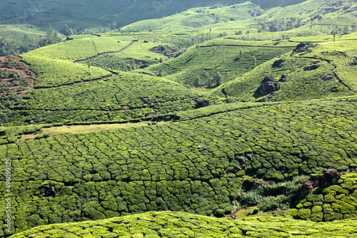 Tea plantations. Kerala, India