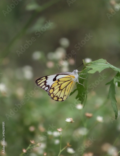 A yellow butterfly perched on a leaf