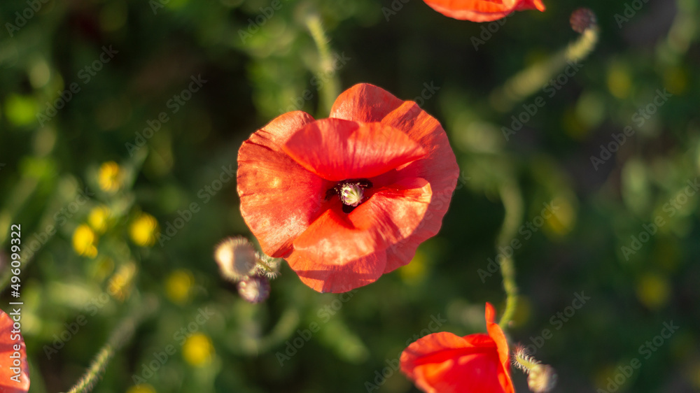 Amapola Amapola