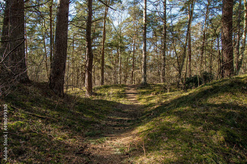 Rundweg durch Kiefernwald im Naturschutzgebiet Besenhorster Sanddünen in Geesthacht