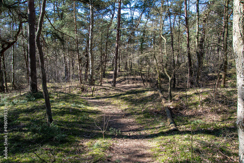 Rundweg durch Kiefernwald im Naturschutzgebiet Besenhorster Sandd  nen in Geesthacht