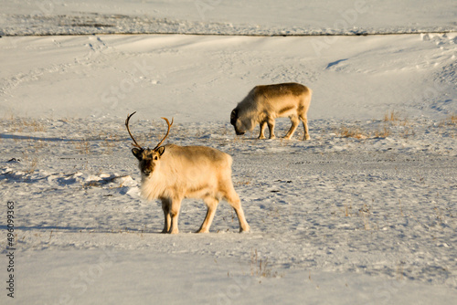 reindeer in its own environment in svalbard