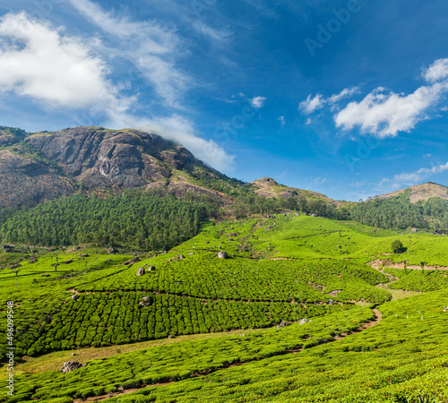 Green tea plantations in Munnar, Kerala, India