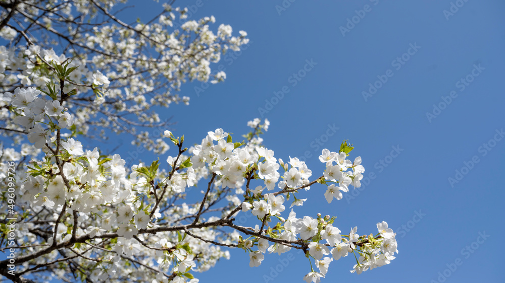 桜と青空