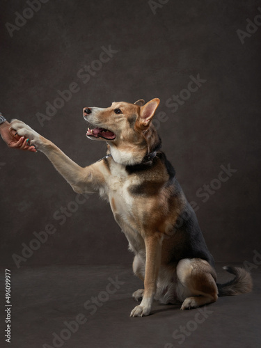 portrait of a beautiful dog on a brown canvas. Mix of breeds. Pet in the studio, artistic photo on the background © annaav