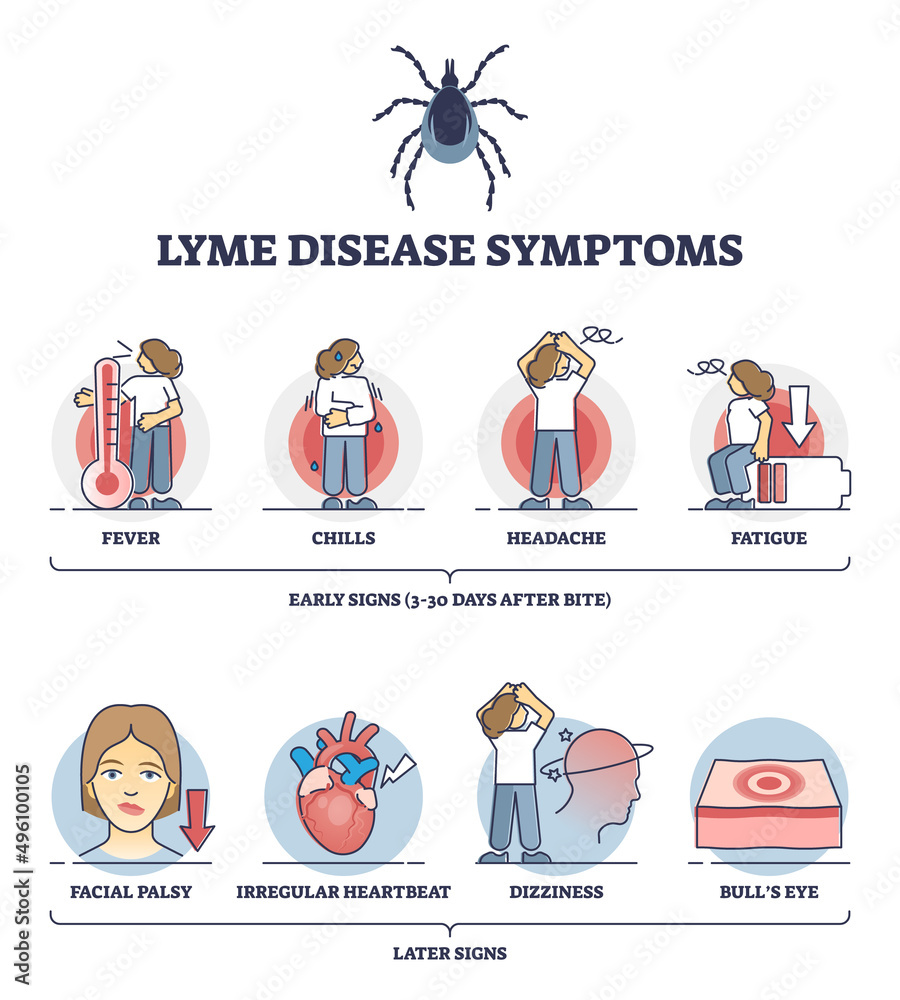 Lyme disease symptoms with early and later illness signs outline Lyme disease symptoms with early and later illness signs outline