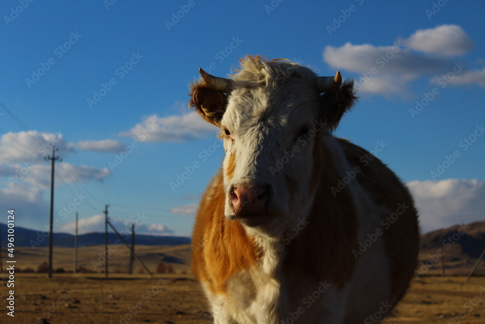 Cow herd on village pasture