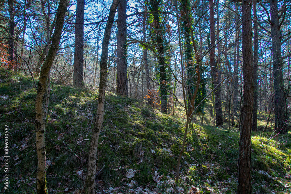 Kiefernwald im Naturschutzgebiet Besenhorster Sanddünen in Geesthacht
Kiefernwald im Naturschutzgebiet Besenhorster Sanddünen in Geesthacht