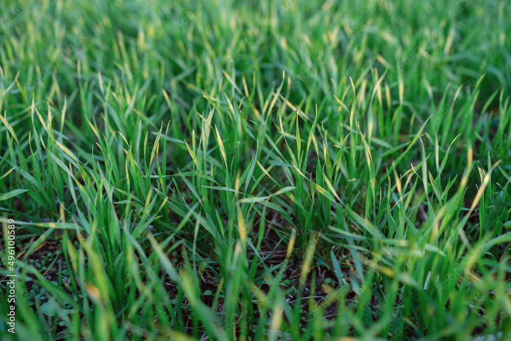 green wheat in the field close up