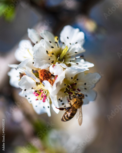 Bee chasing honey