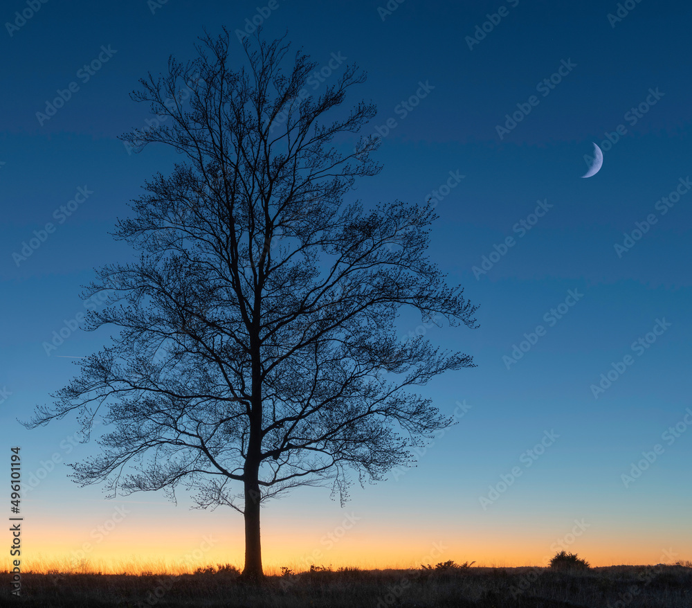 Fototapeta premium Lonely tree at dusk.