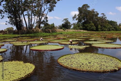 Vitórias régias em Alter do Chão, Pará. Aquatic plants in Alter do Chão, Pará, Brazil. photo
