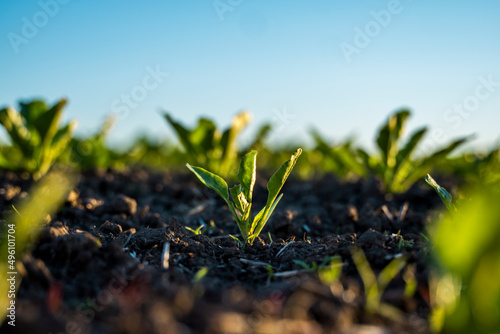 Fototapete Rows of young sprouts of sugar beets growing in a fertilized soil on an agricultural field