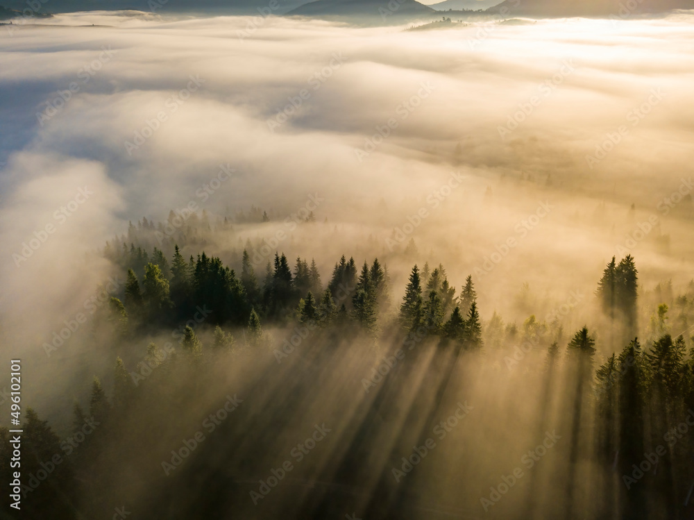 Fog envelops the mountain forest. The rays of the rising sun break through the fog. Aerial drone view. Fog envelops the mountain forest. The rays of the rising sun break through the fog. Aerial drone view.