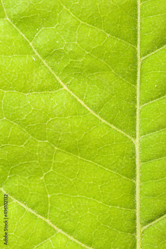 Green leaf close up