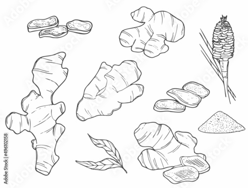 Doodle Ginger set. Roots and slices. Black line sketch collection of herbs and spices isolated on white background. Doodle hand drawn healthy food icons. Vector illustration