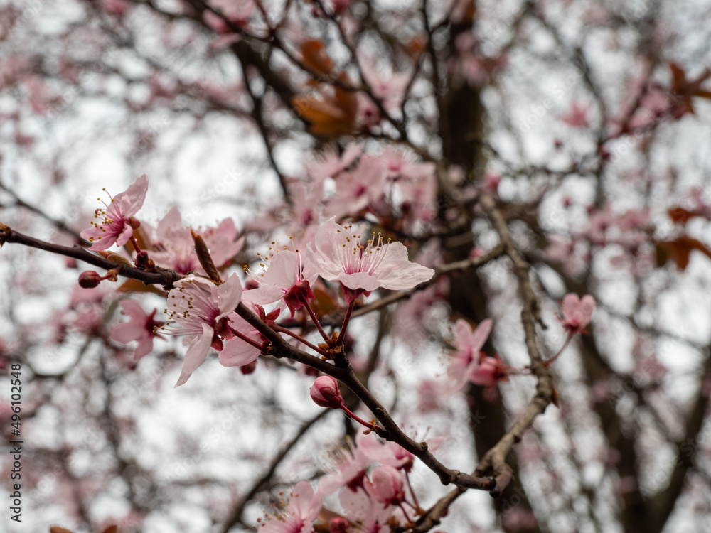 Branch with Cherry Flowers close-up. Blossoming cherry tree. Cherry flowers. Branch with Cherry Flowers close-up. Blossoming cherry tree. Cherry flowers.