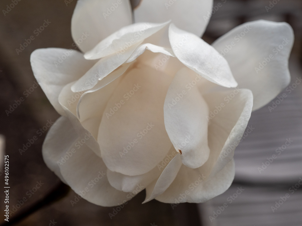 Magnolia bloom in spring. delicate magnolia flowers bathed in sunlight. Magnolia bloom in spring. delicate magnolia flowers bathed in sunlight.