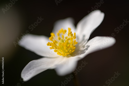 Wood anemone (Anemone nemorosa) is an early-spring flowering plant in the buttercup family Ranunculacea. Flower with white tepals and yellow stamen isolated on black. Macro close up in german forest. photo