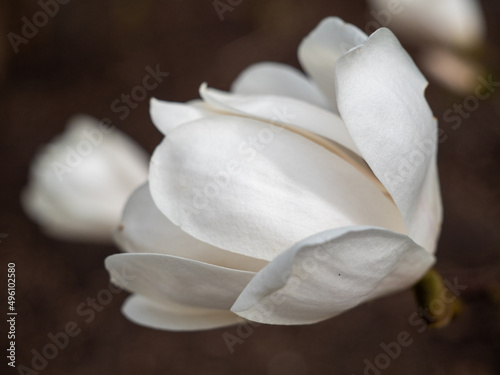 Fototapeta Naklejka Na Ścianę i Meble -  Magnolia bloom in spring. delicate magnolia flowers bathed in sunlight.