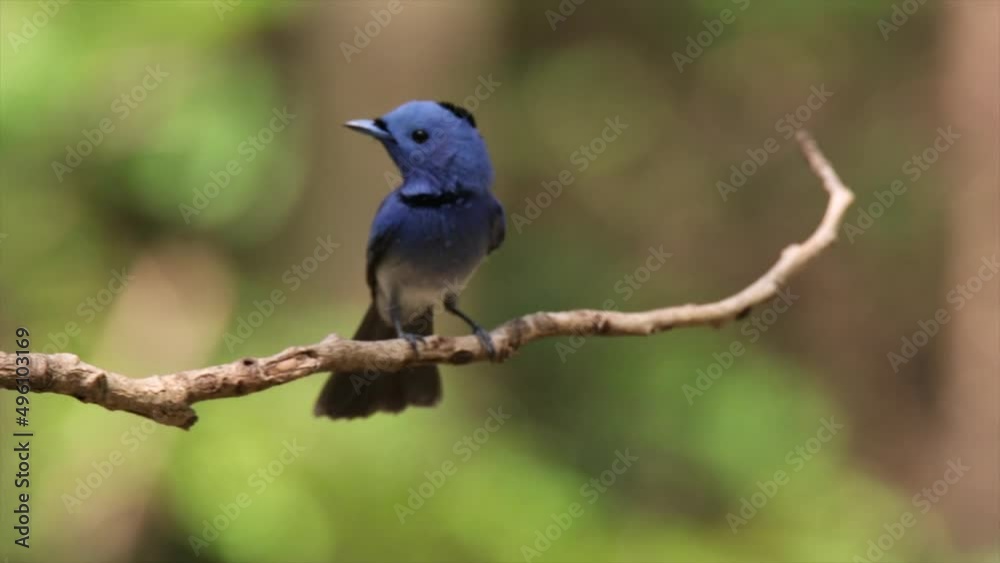 The Black-naped Monarch on a branch The Black-naped Monarch on a branch