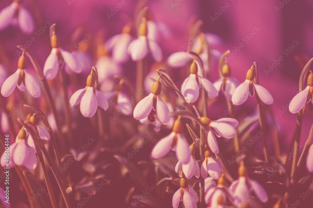 Flowering Galanthus (snowdrops) in early spring in trendy purple color
