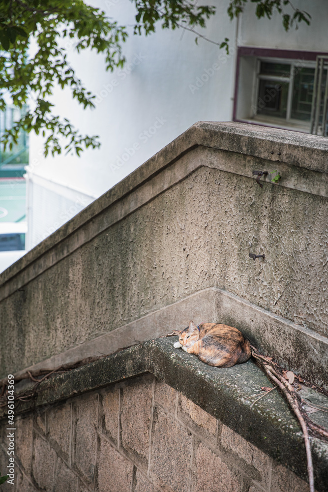 Obraz premium cute stray cat, resting outdoor, daytime, downtown, hong kong