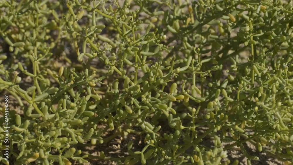 Close-up of Tetraena fontanesii (Zygophyllum fontanesii) in a sandy desert in Africa Close-up of Tetraena fontanesii (Zygophyllum fontanesii) in a sandy desert in Africa