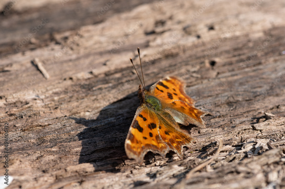 Polygonia c-album - Comma - Robert-le-Diable Polygonia c-album - Comma - Robert-le-Diable