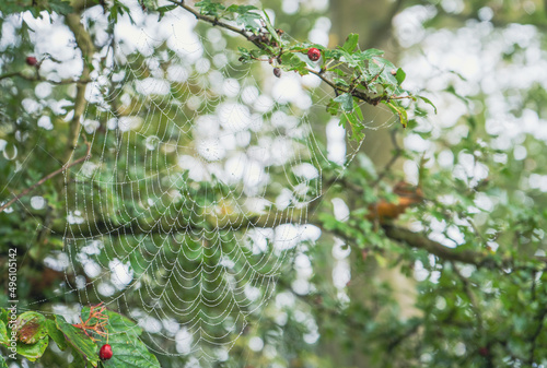 Mokra pajęczyna na drzewie, rozmyte tło bokeh. Deszczowy poranek w parku.