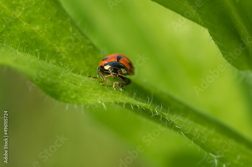 Small  ladybird sitting on the edge of leaf in green jungle at spring season