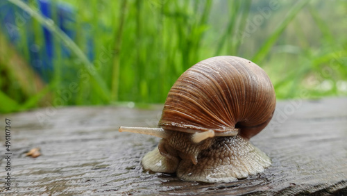 Weinbergschnecke